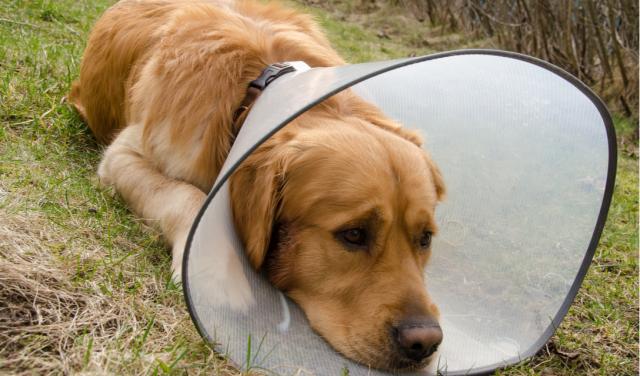 狗狗湿疹为什么越来越严重,狗狗身上湿疹什么样