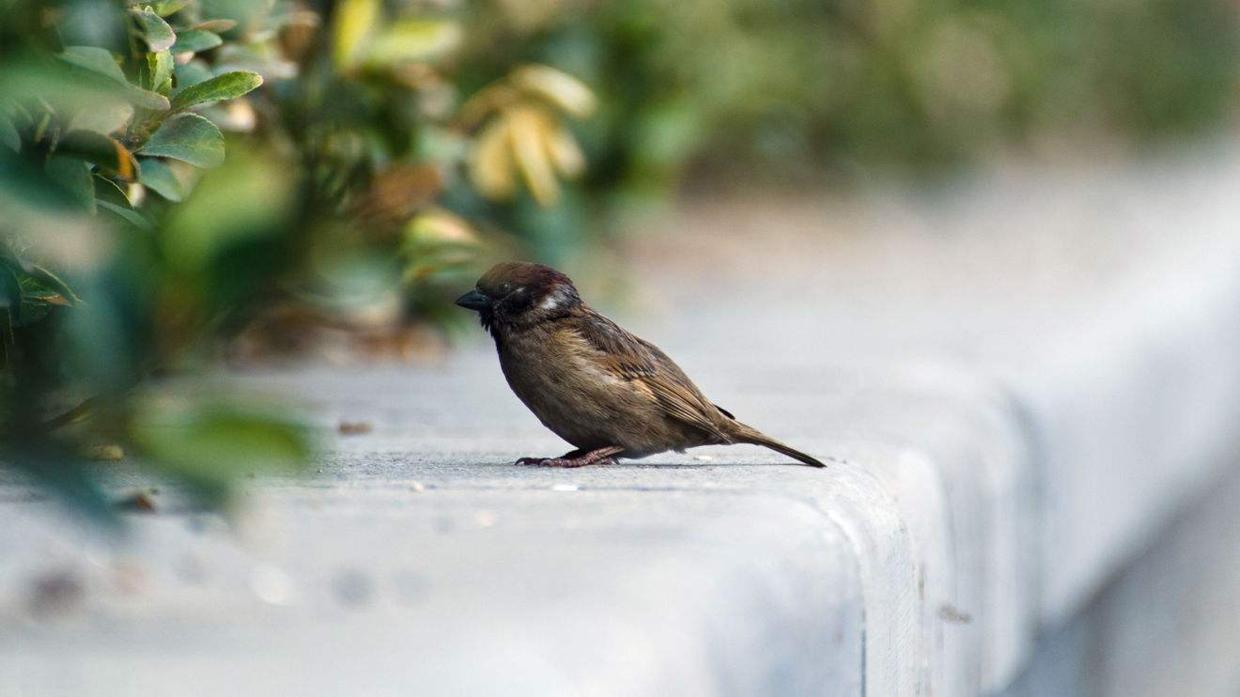 雪天鸟类喂食,冬天放生什么鸟容易活