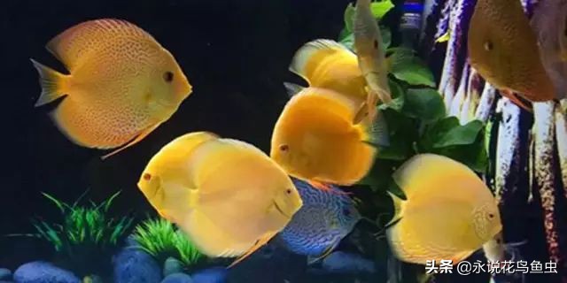 养七彩水质怎样配制成酸性水,七彩繁殖期间能换水吗