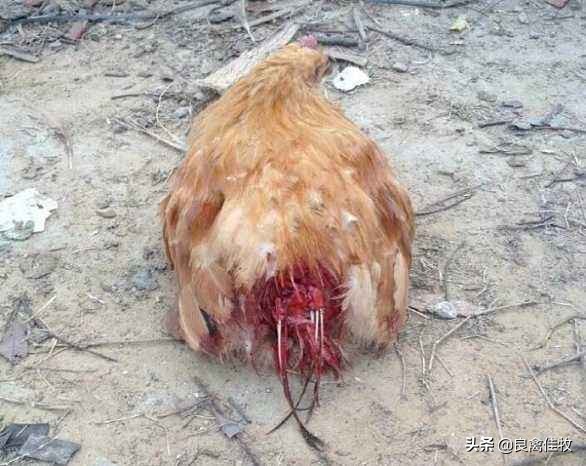 饲养的鸡总啄毛怎么办,养殖鸡老是啄脖子是怎么回事