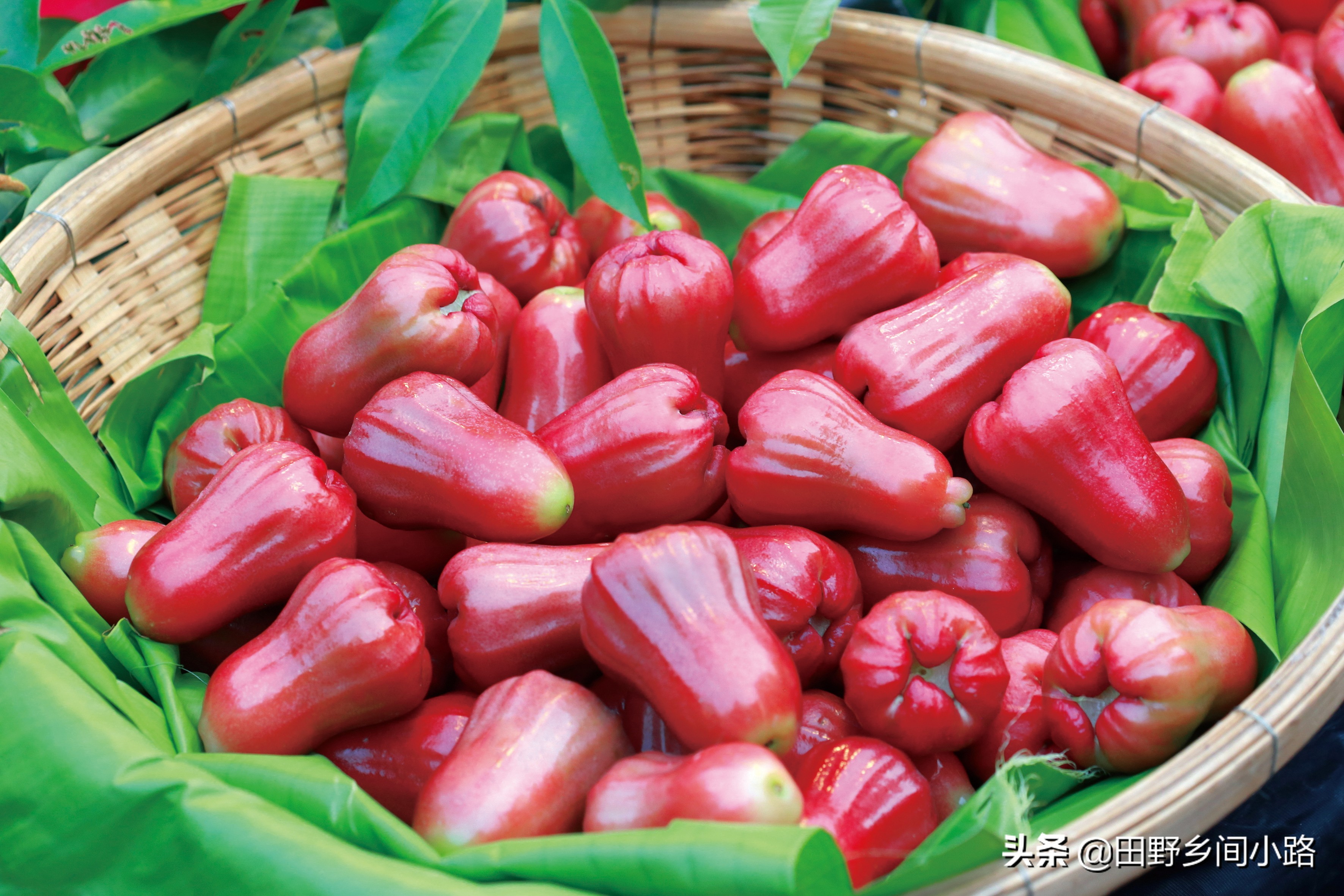 莲雾栽培技术规程,莲雾正确种植方法