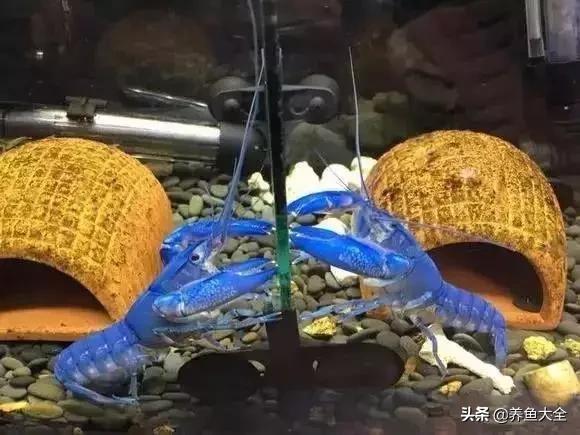 养鱼大神都养什么鱼,鱼缸养鱼都有哪些鱼