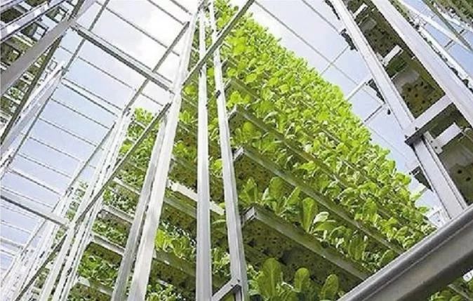 沙漠蝗灾防控措施,国家允许养殖蝗虫吗