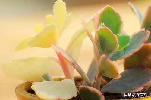 玉吊钟怎么养？玉吊钟是传说中不死之身的多肉植物