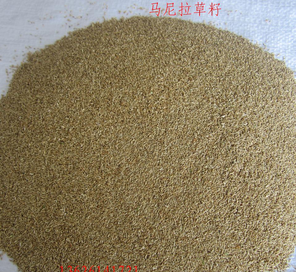 冷季型暖季型马尼拉,西南地区草皮