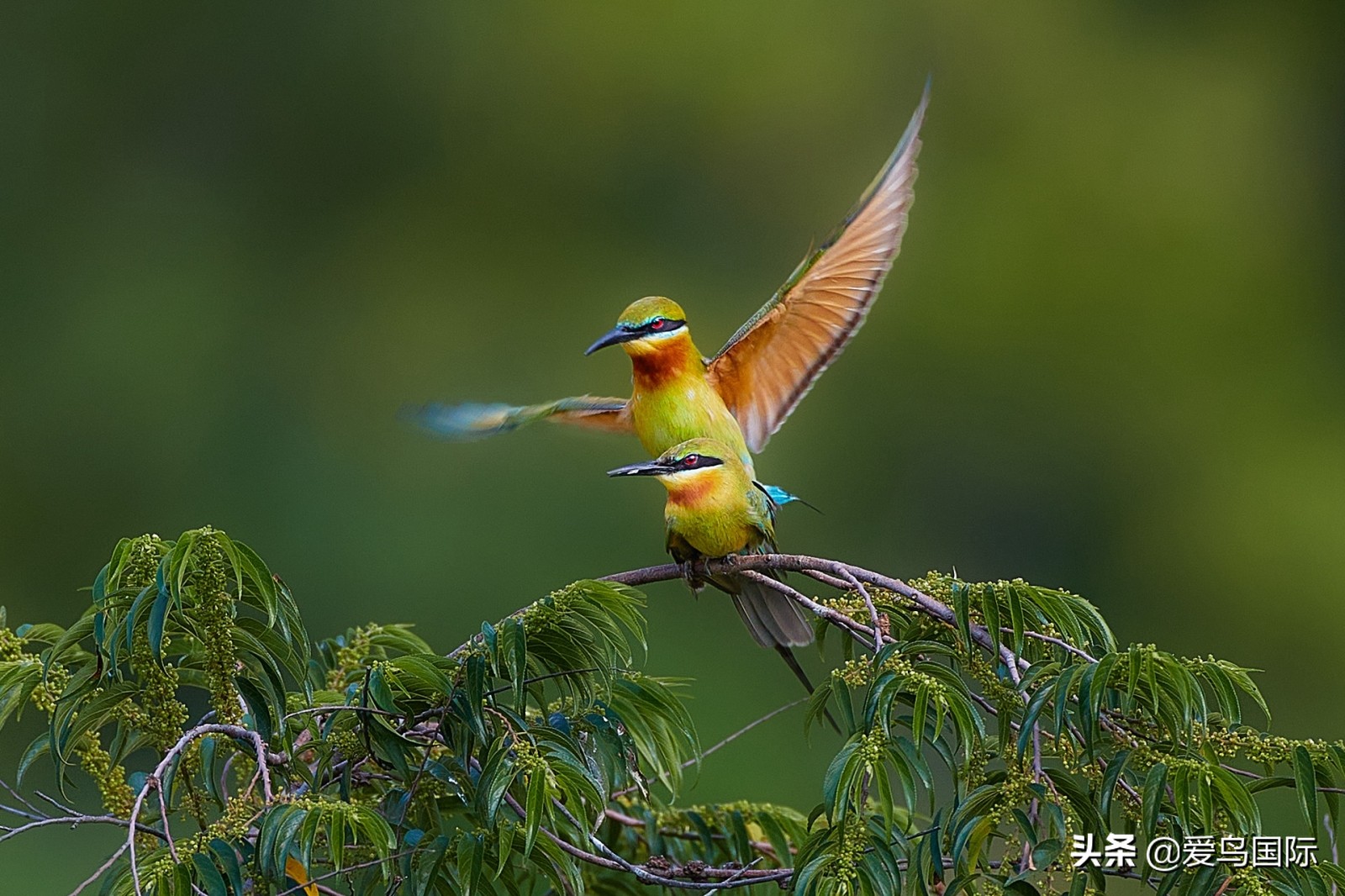 鸟类欣赏,鸟类观鸟图片