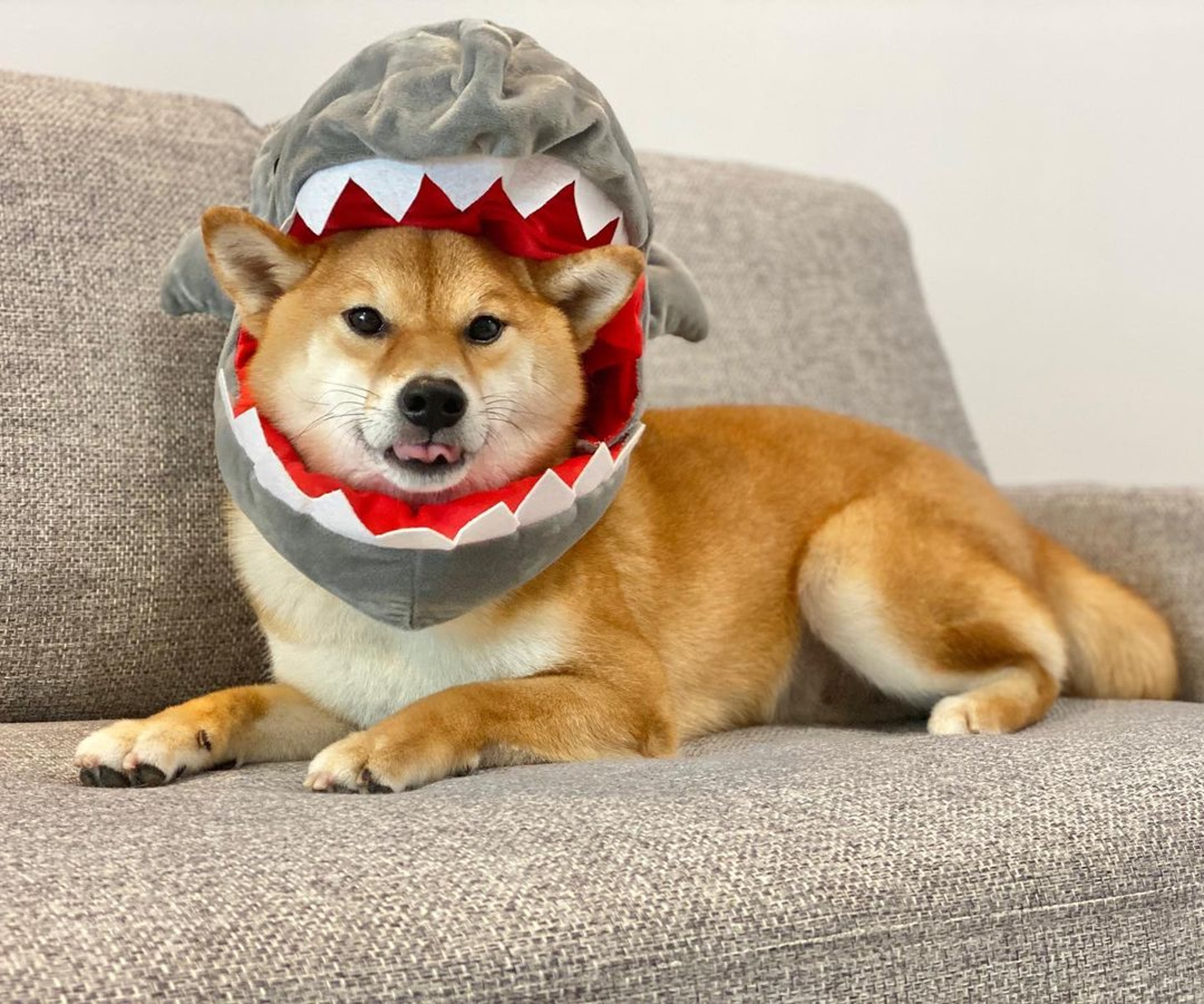 胆小柴犬遇神秘东西秒被吓跑　吓到脸歪、弹起反应笑翻网民