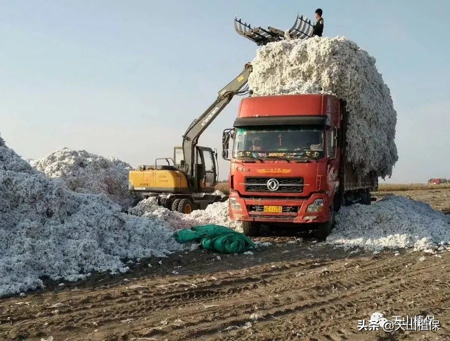 疆新棉业,新疆未来棉花生产应采取的措施