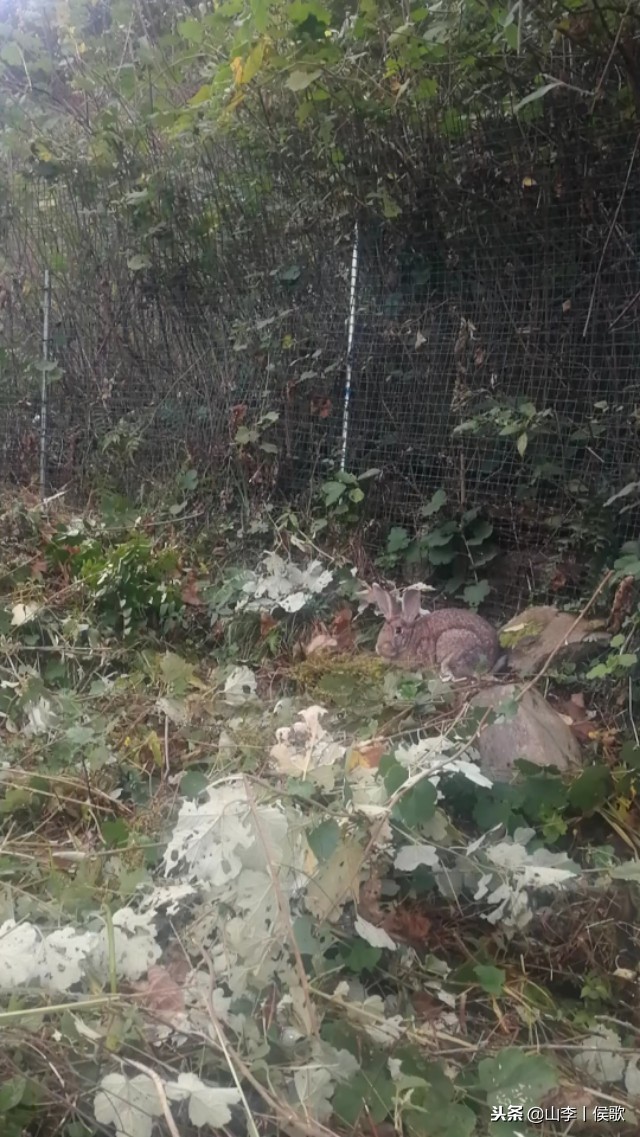 在农村养殖野生兔子方法,如何养殖兔子好吃又简单