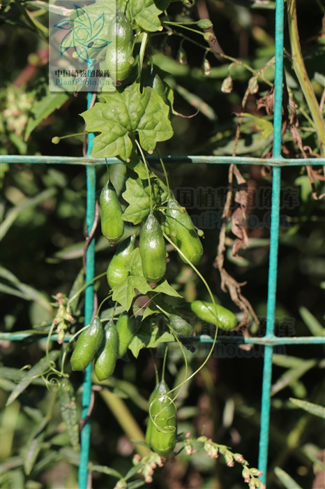 土贝母加哪些中药可以治肺癌,土贝母能祛疣吗