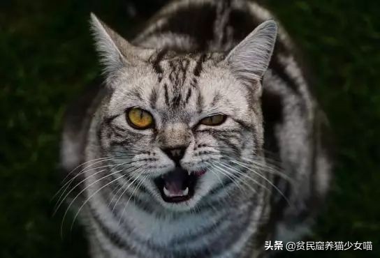 猫为什么会长那么长的胡须,为什么猫长胡须