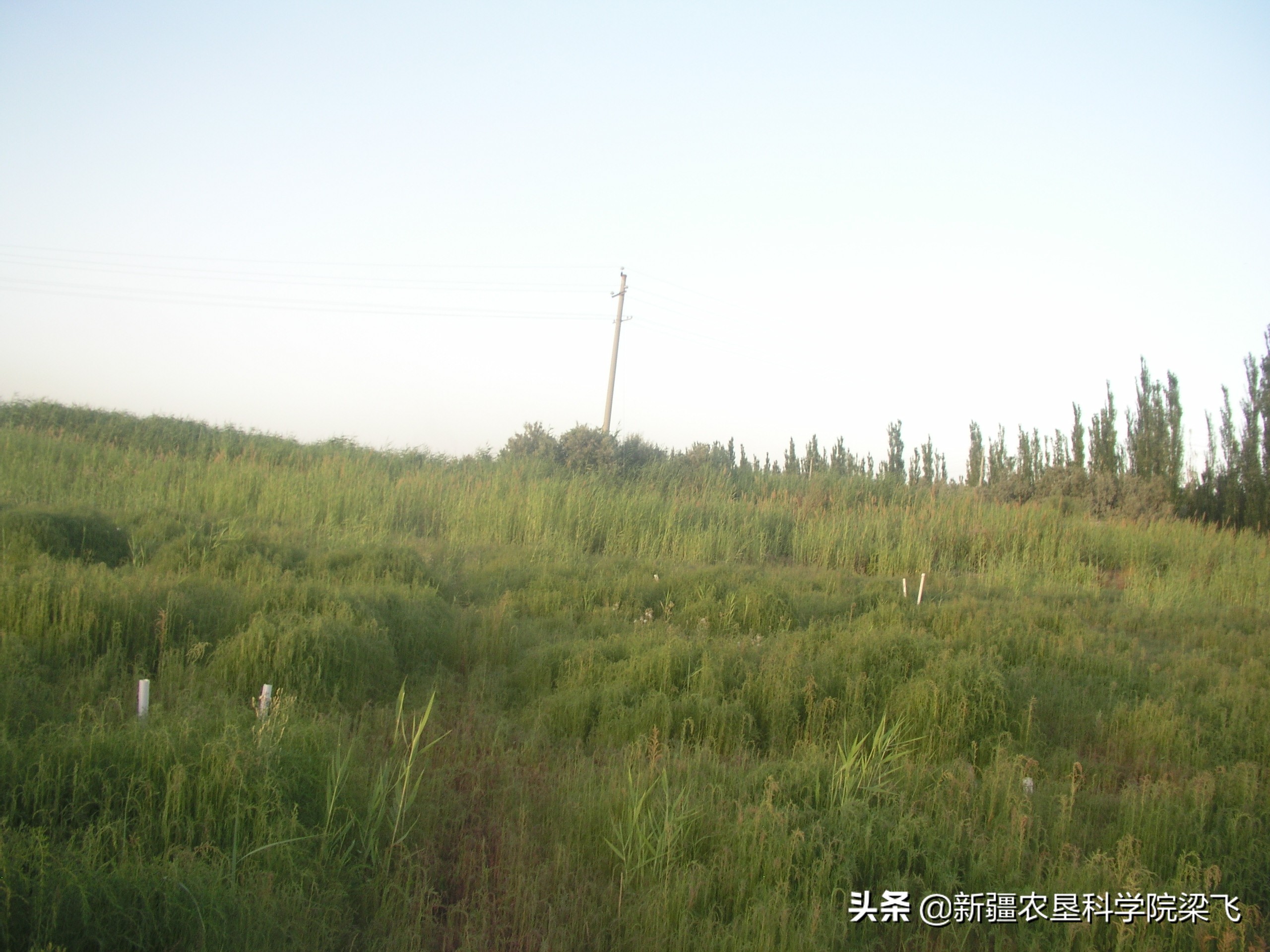 新疆盐碱地盐地怎么改良,新疆盐碱地适合生长什么蔬菜