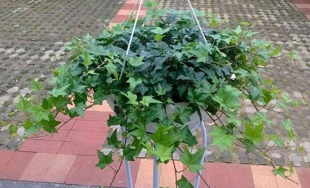 常青藤如何养殖视频,怎样使常青藤长爆盆