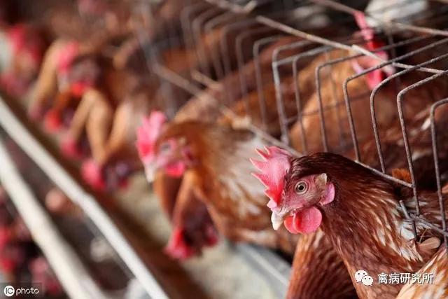 鸡关节肿痛站不起来,鸡关节着地站不稳