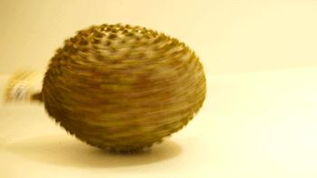 猫山王榴莲上市了吗,猫山王榴莲几月份成熟上市