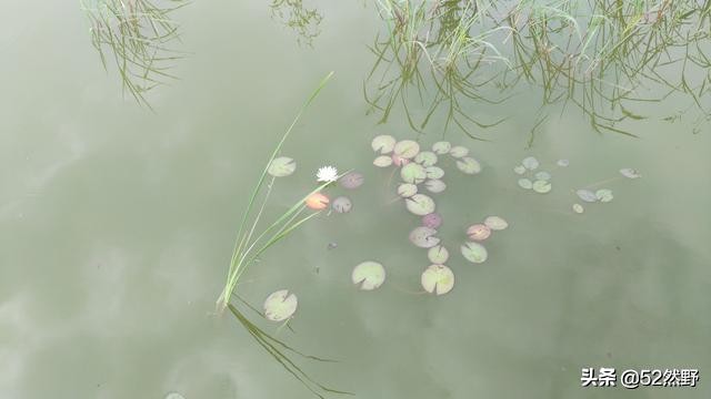 蛙鸣声入耳全文,蛙鸣悠扬音频