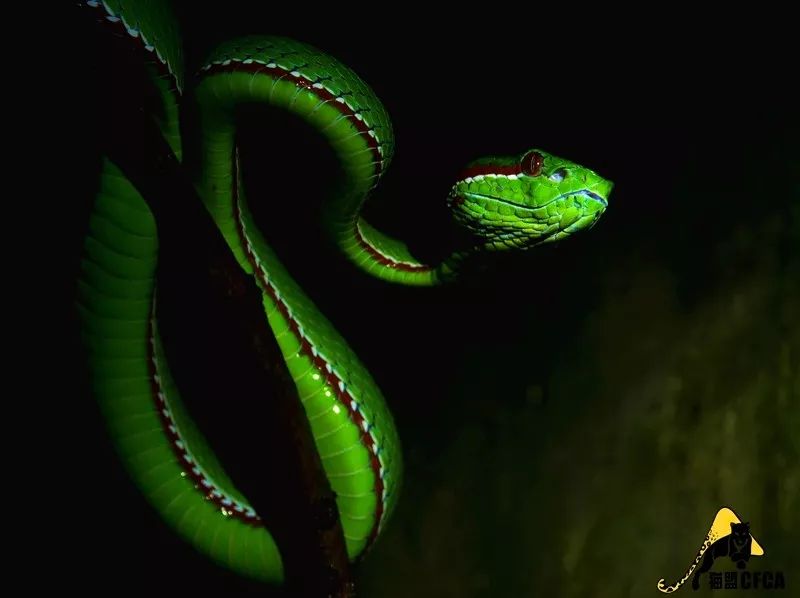 家里进蛇怎么办可以报警吗,家里进蛇找谁可以处理