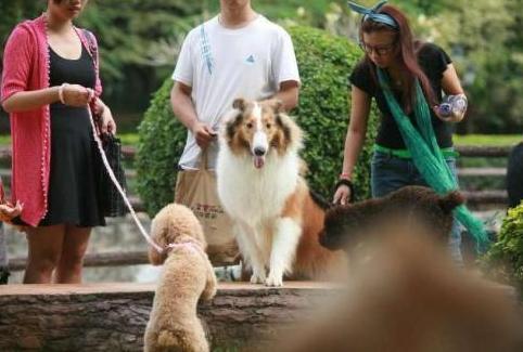 为什么有人反对养宠物,为什么现在越来越多人选择养狗