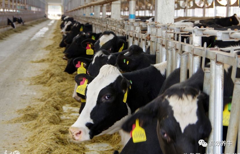 黄牛的养殖和疾病预防,牛的饲养和管理专业知识