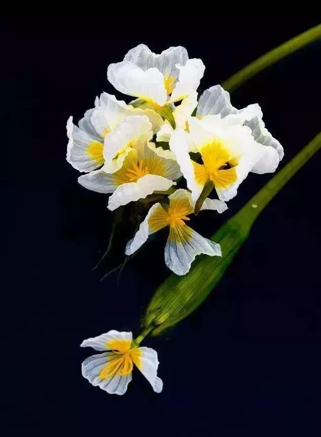 凉山州哪里可以赏花,西昌赏花攻略