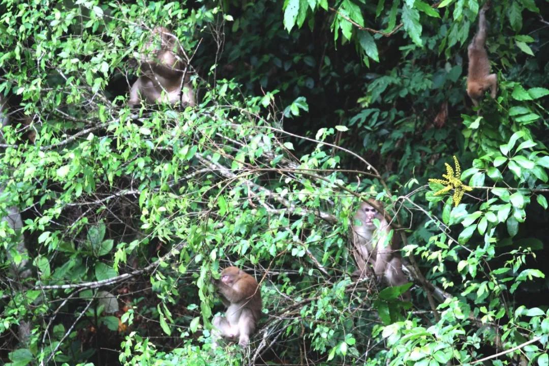 它被称为“黄连山精灵”，家族庞大、洗澡必有雨……让我们一起走进它的世界
