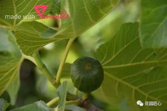 想自己种一棵树,想种自己的树