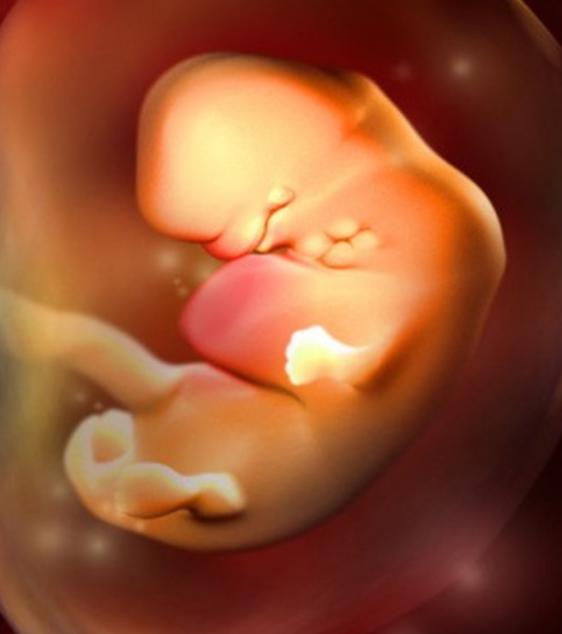 胎儿的形成全过程视频卡通,胎儿是怎么形成的视频播放