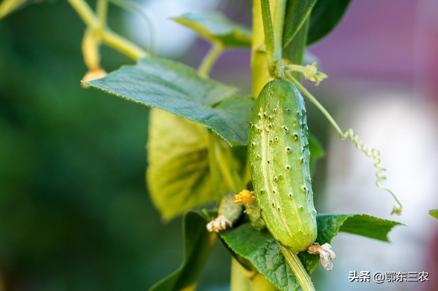 邻居偷菜中毒需要赔偿吗,邻居偷菜200元什么处罚
