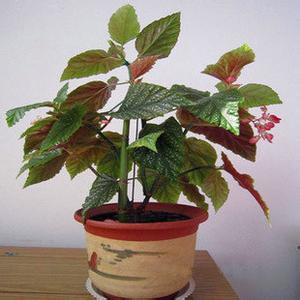 竹节海棠如何养护才开花多,竹节海棠的养护知识