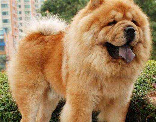 纯种松狮幼犬特征有哪些,如何挑选纯种松狮犬