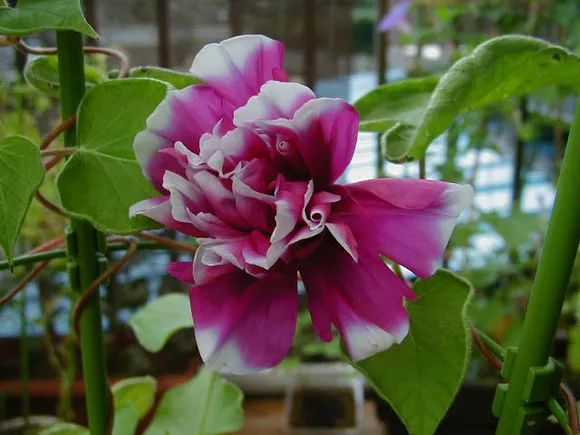 牵牛花到处游,牵牛花随便种