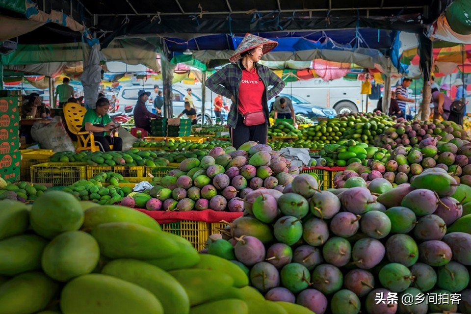 海南产地直发贵妃芒,海南产地树熟贵妃芒