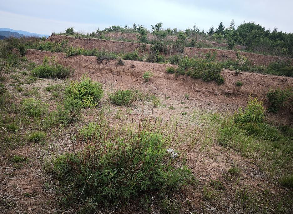 林地被毁八旬老人判刑,林地被毁八旬老人现怎处理