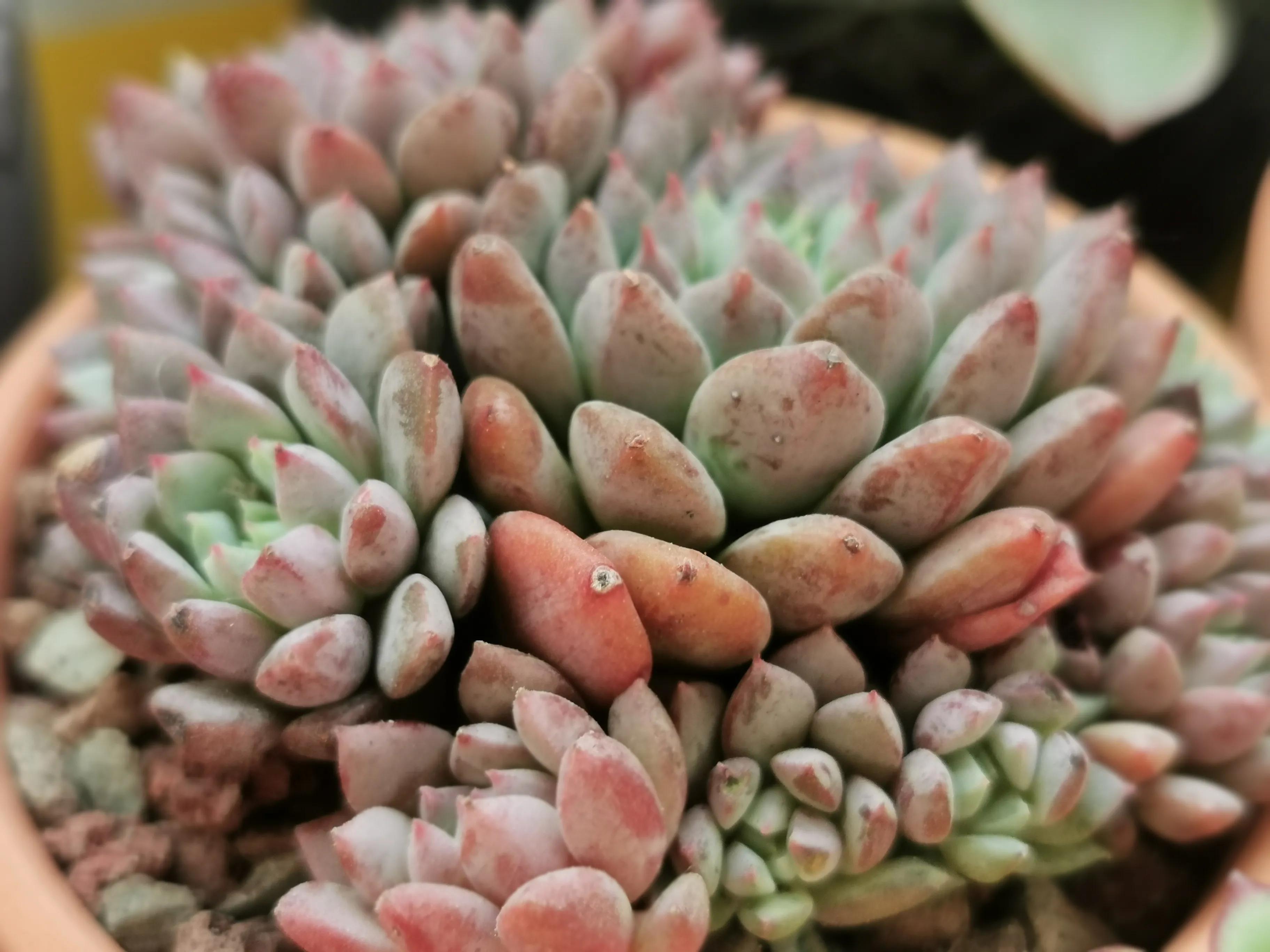 新购大单头多肉上盆,多肉品种大全大集合