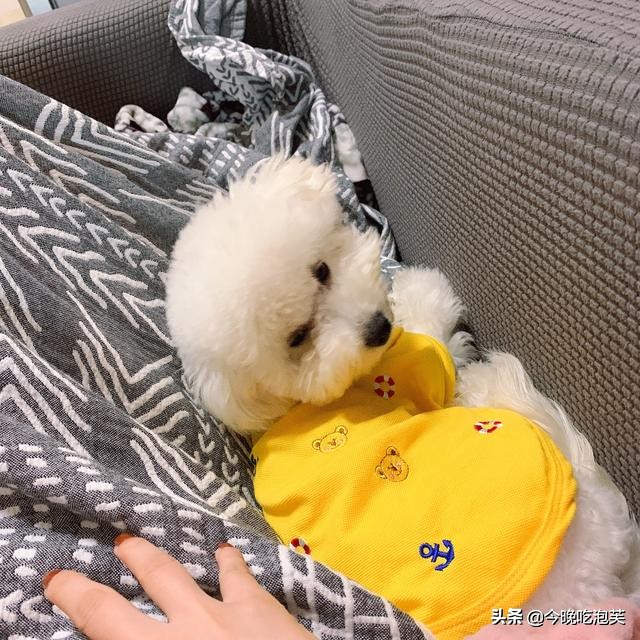 比熊犬爱叫该怎么办,比熊狗爱睡觉怎么回事