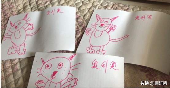 猫咪弓形虫对猫的危害,猫奴弓形虫