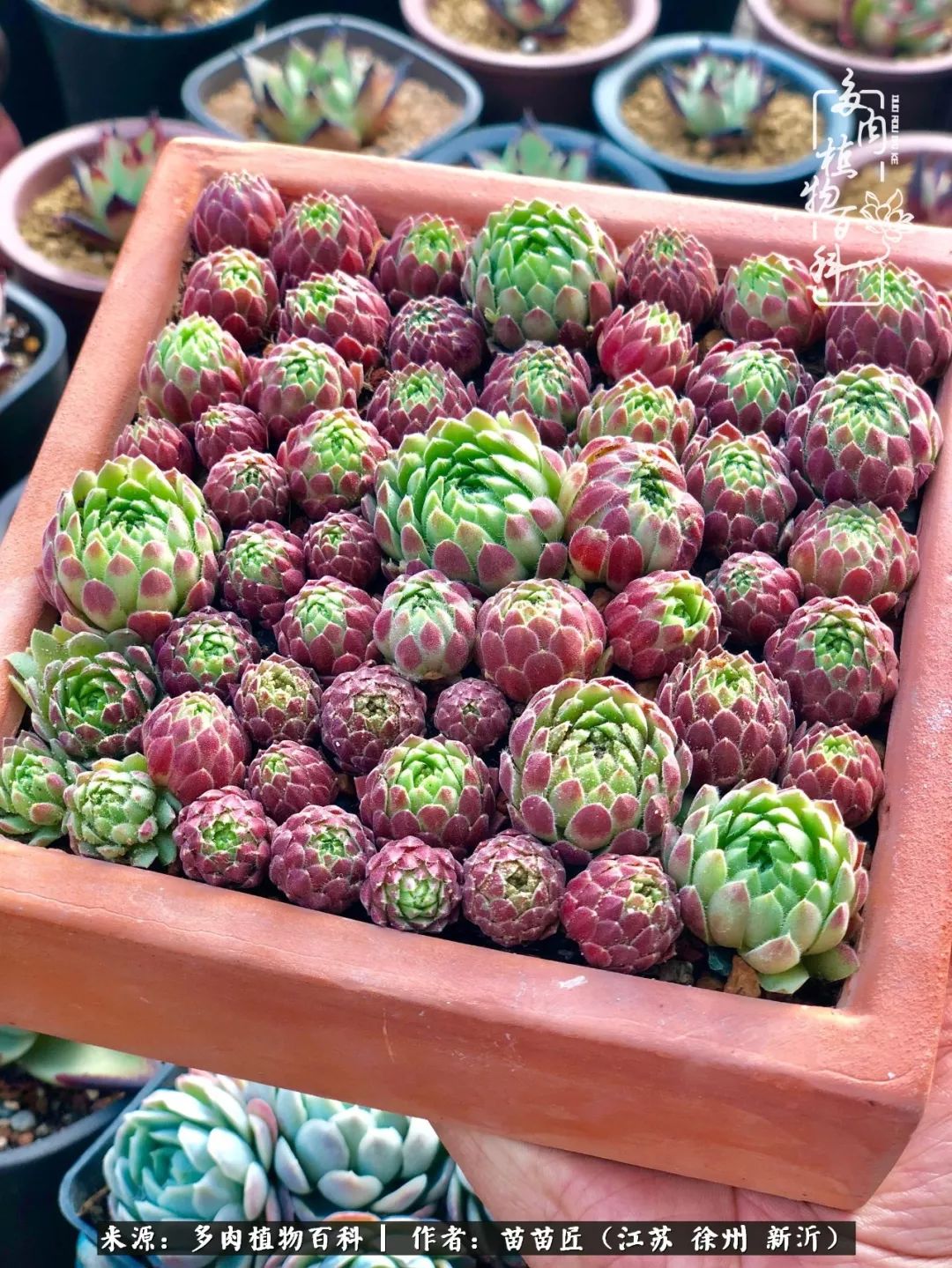 多肉之江湖：众肉友们，修仙渡劫几何了？