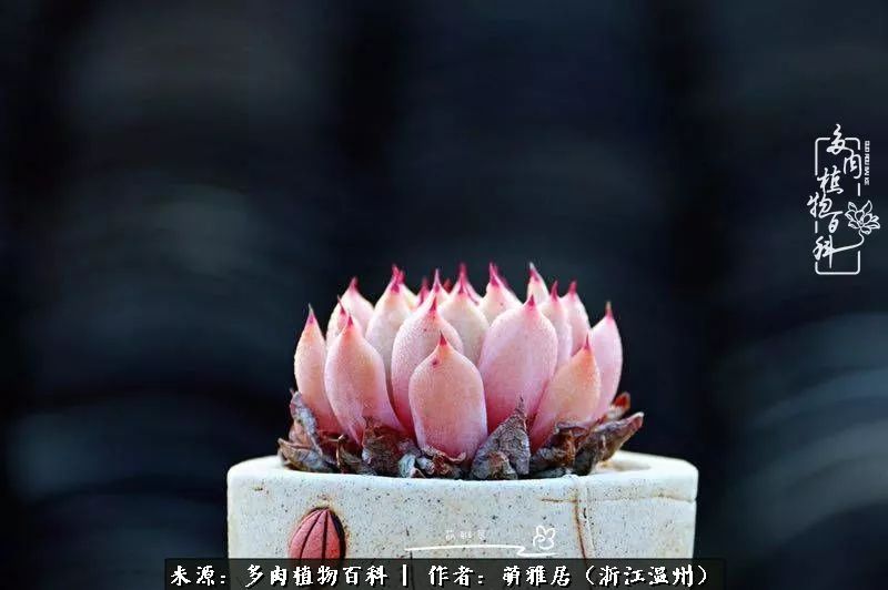 多肉最美的季节已来到,多肉最美的季节来临