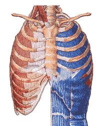 呼吸法中的腹式呼吸,瑜伽胸式呼吸吐纳训练视频