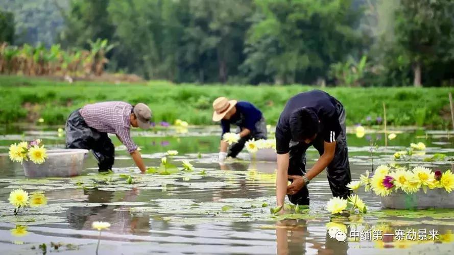 泰国顶级睡莲博士Dr.Nopchai版纳行，被勐景来圈粉