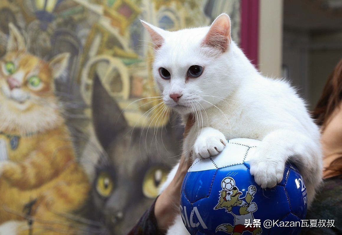 俄罗斯世界杯猫,俄罗斯最霸气的猫咪