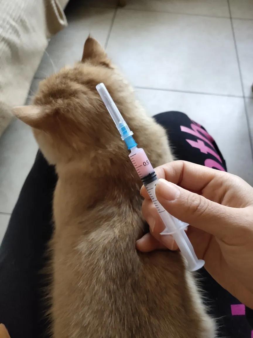 新到家的猫咪打疫苗,去医院打疫苗猫咪