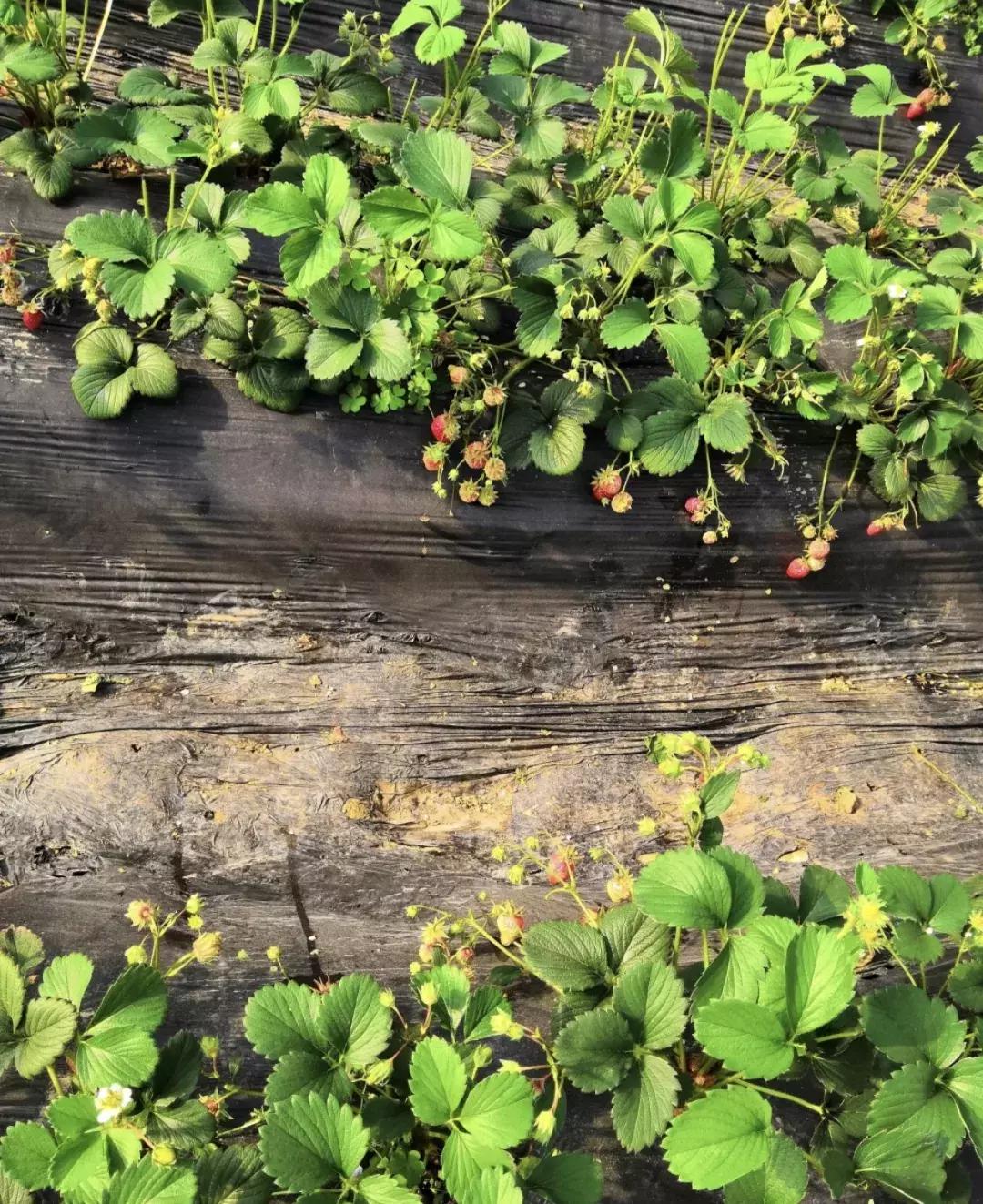 成都出发不到1h！3000多亩樱桃桑泡er随你摘，吃不饱算我输！