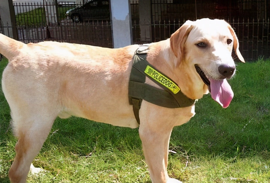 拉布拉多禁止饲养么,养拉布拉多用放笼子么