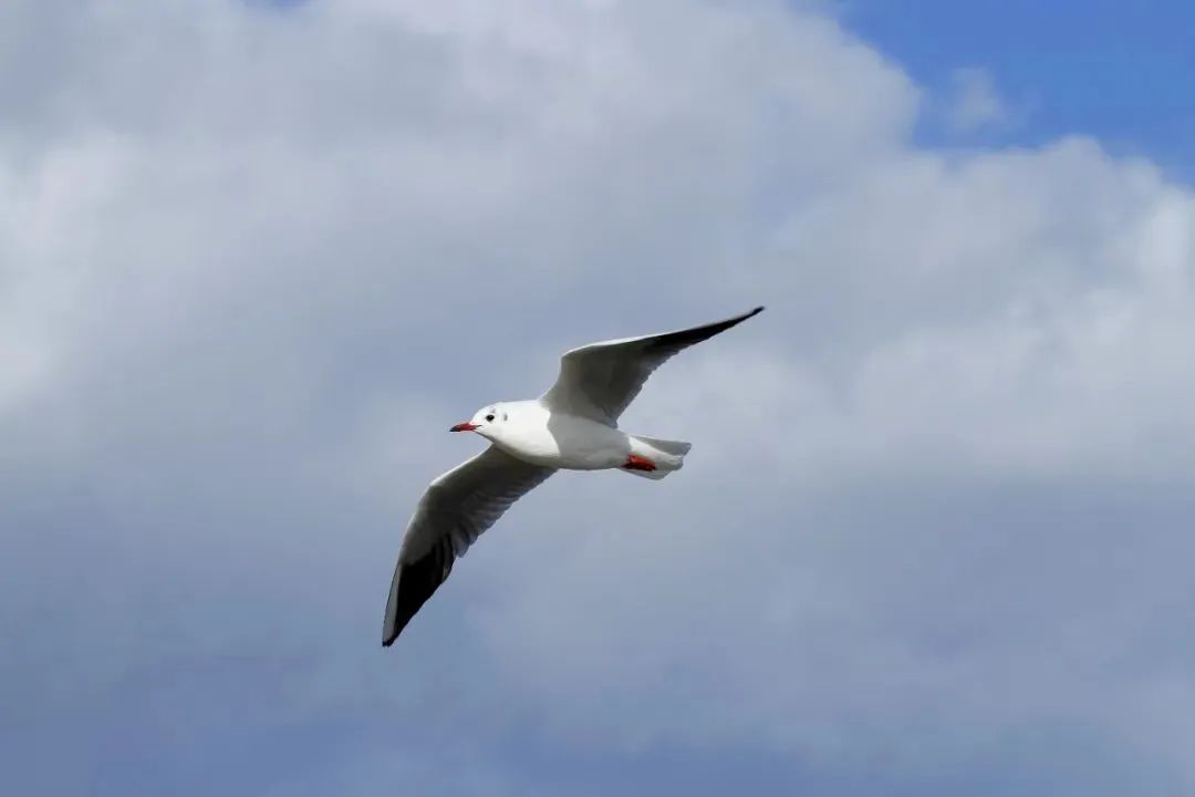 拍鸟平民镜头,业余爱好拍鸟装备