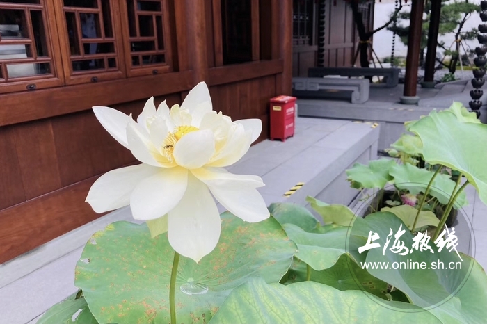 感受闹市中一处静谧之美,感受寺庙那份静谧和肃穆