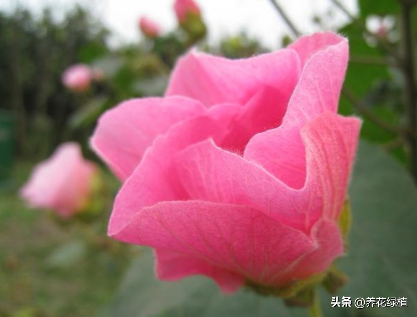 十月花怎么养才好看,十月芙蓉海棠花