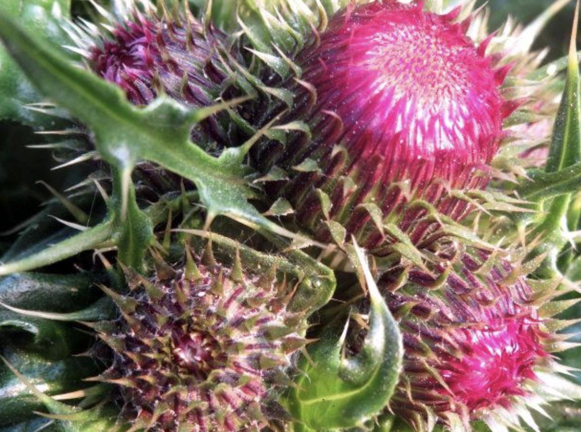 鍐滄潙鍍忓ぇ钃熺殑妞嶇墿,鍐滄潙甯歌妞嶇墿澶ц摕