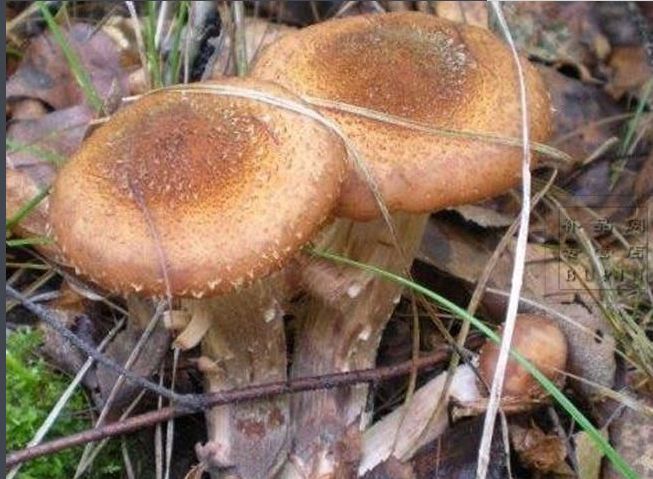 秋季约上三五好友一起去露营烧烤,来延边开始秋天的旅行