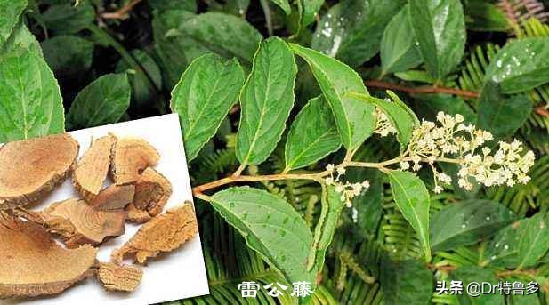 类风湿关节炎中医好还是西医好,中医讲风湿和类风湿关节炎区别